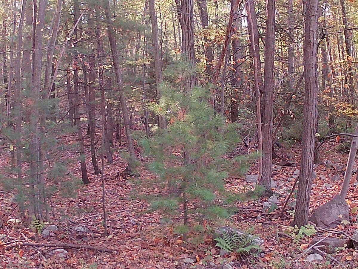 Lingle Valley Road photo 6