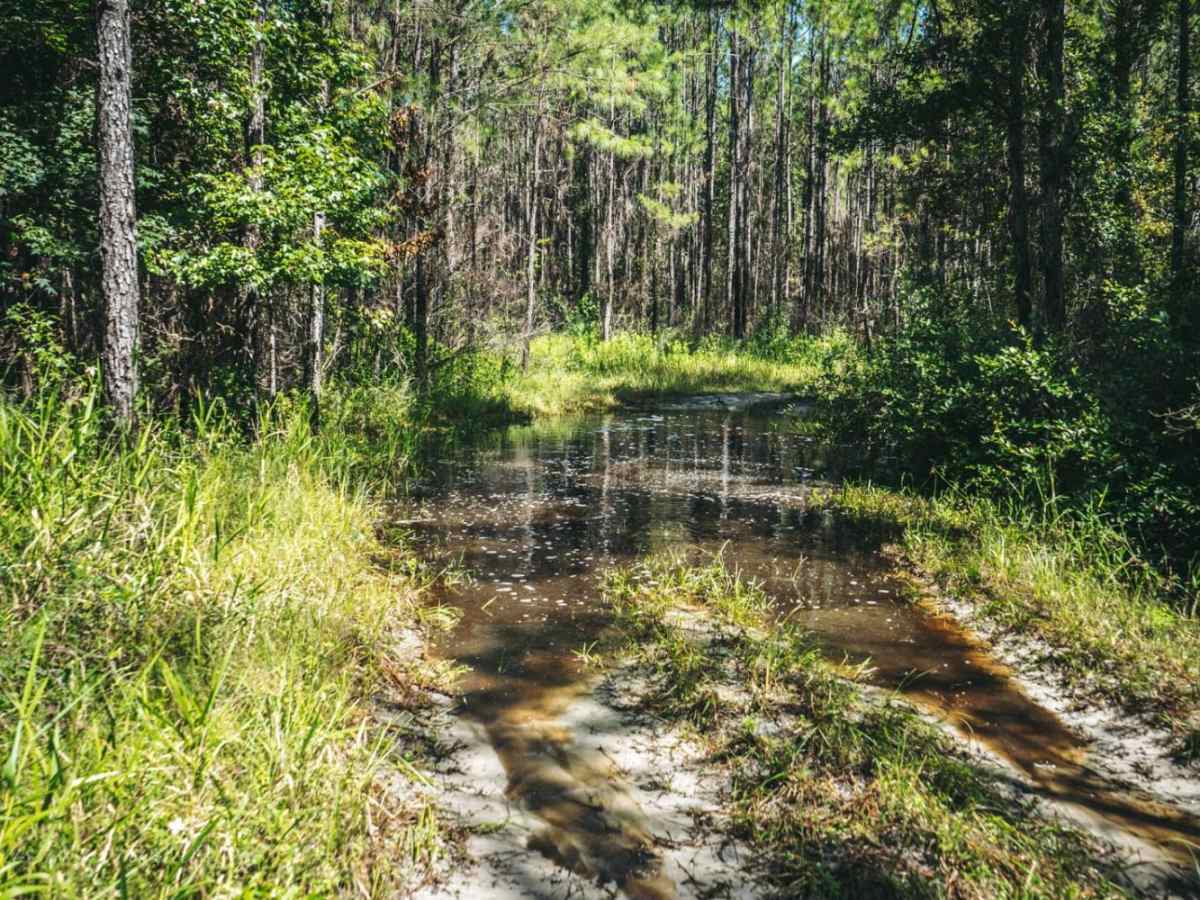 Catface Swamp Road - North photo 6
