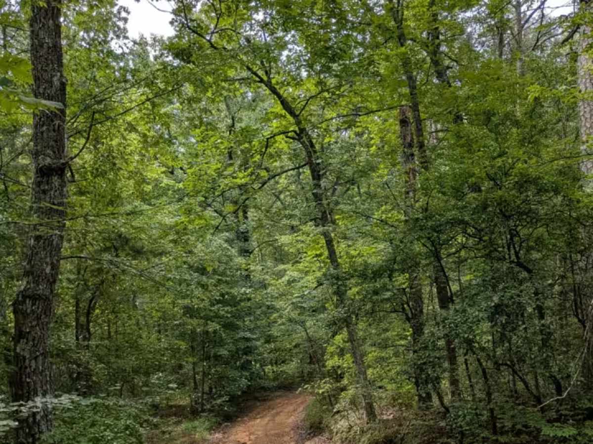 Inman Loop Road photo 3