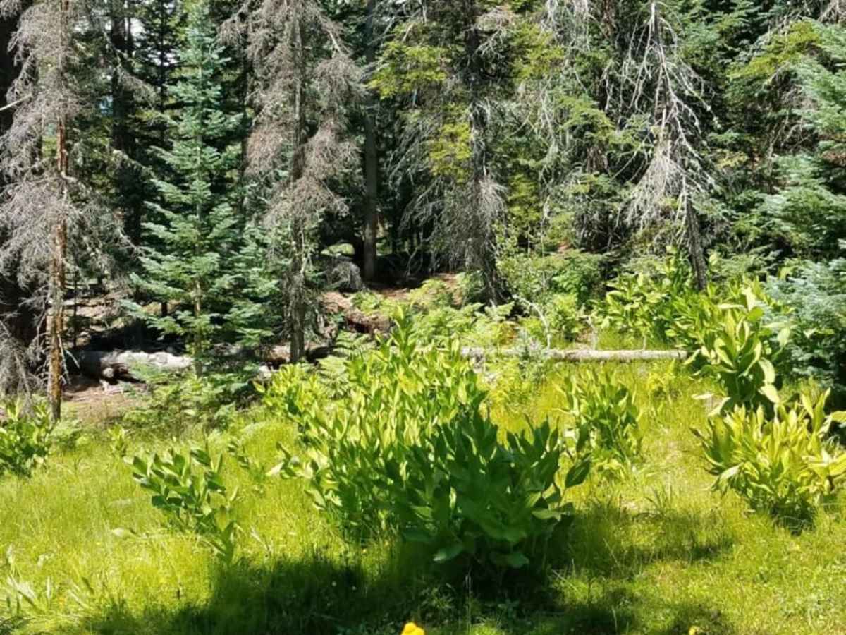 Burro Mountain Loop photo 4