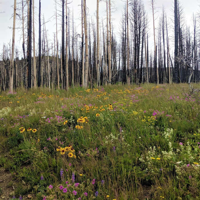 Near Alice Creek Trail