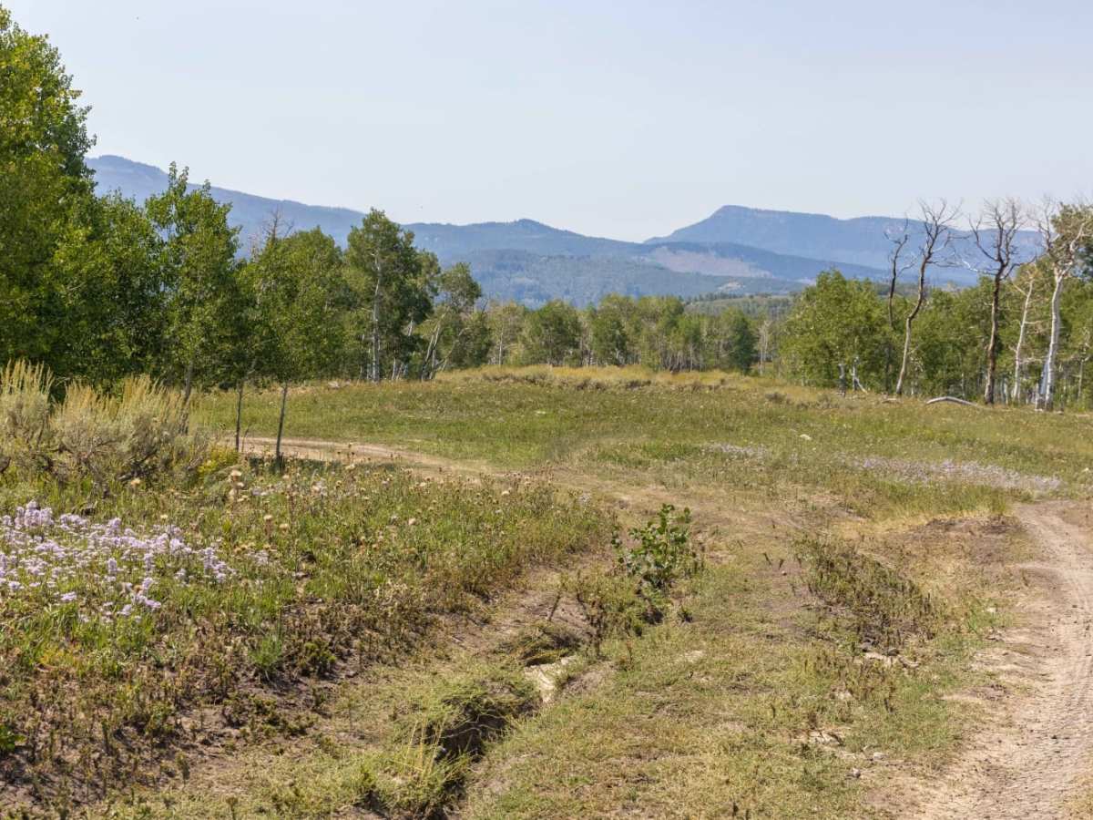 Julius Pasture-South Fork Road photo 3