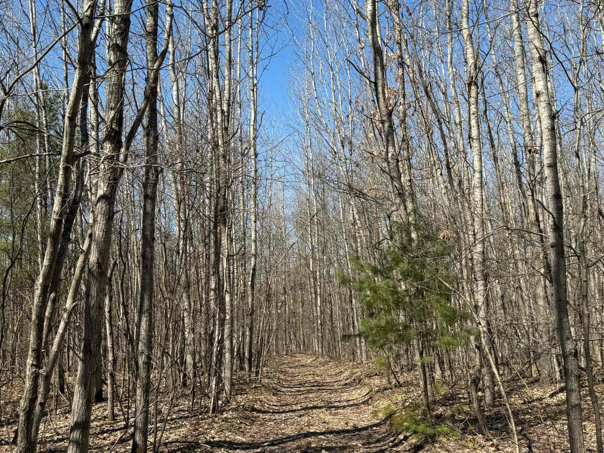 FS 8729 trail photo
