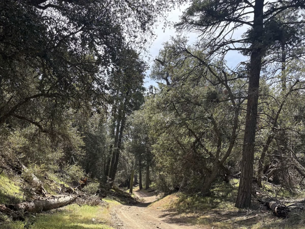 Cherry Creek - FS 20W14 trail photo