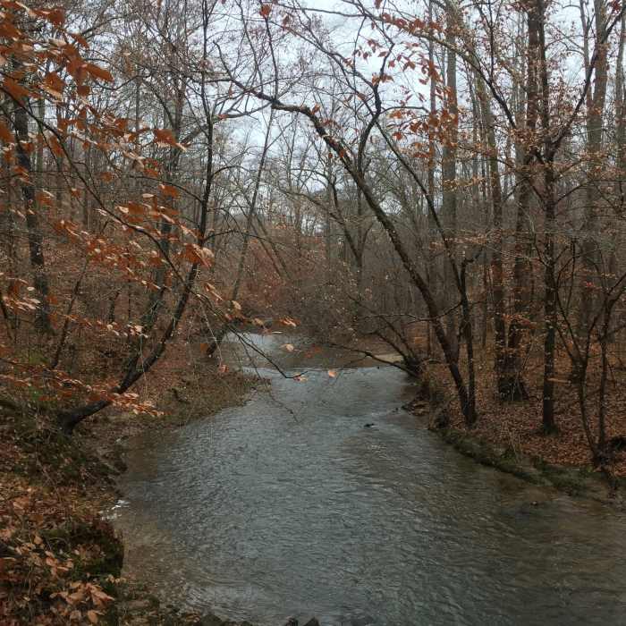 Near Turkey Run Loop