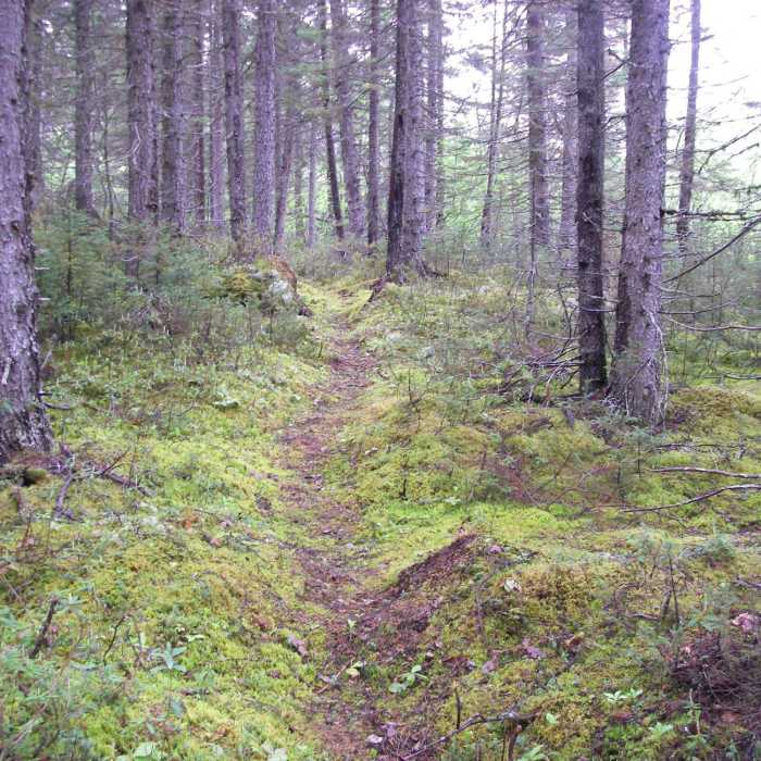 Near Snowshoe Route #4