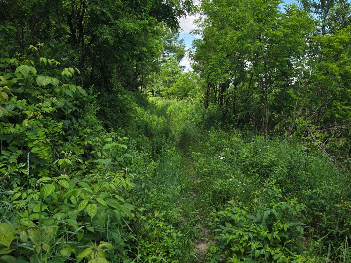 Single Track AB trail photo