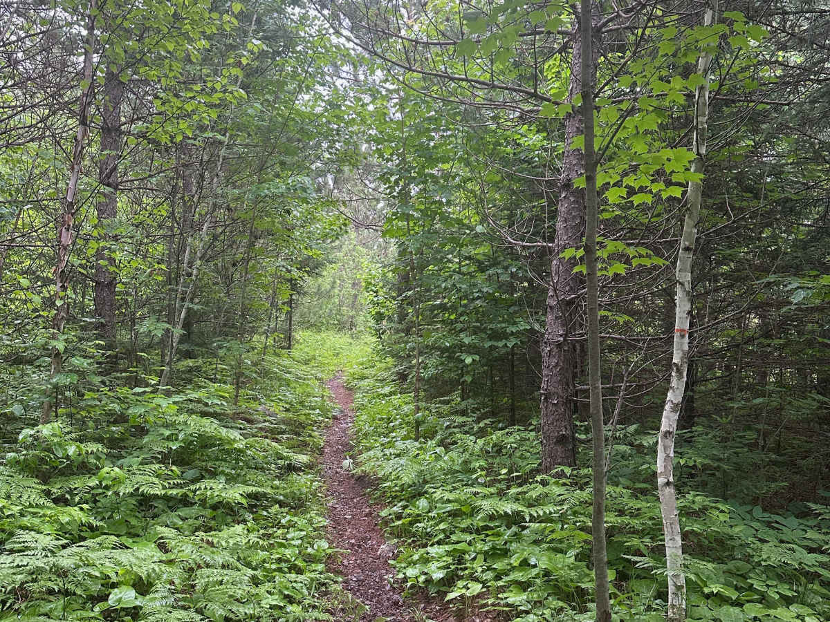 Alger Grade - Trail 8 photo 3