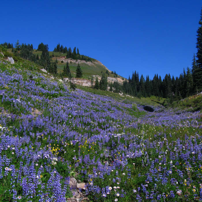 Near Naches Loop Trail