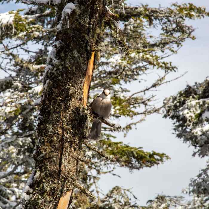 Near Mount Cabot to Unknown Pond Loop Near Mount Cabot to Unknown Pond Loop