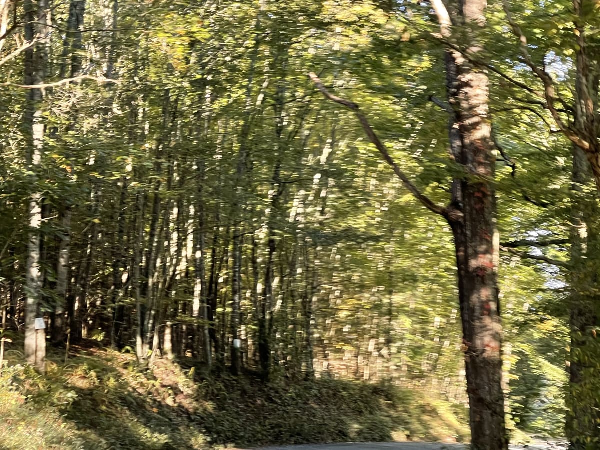 Laurel Creek Road photo 3