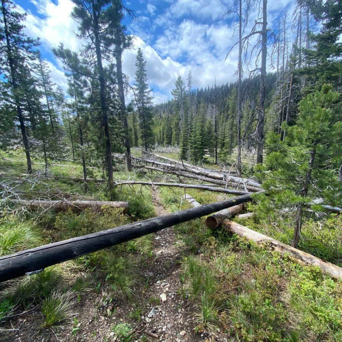Near Sheep Mountain Loop