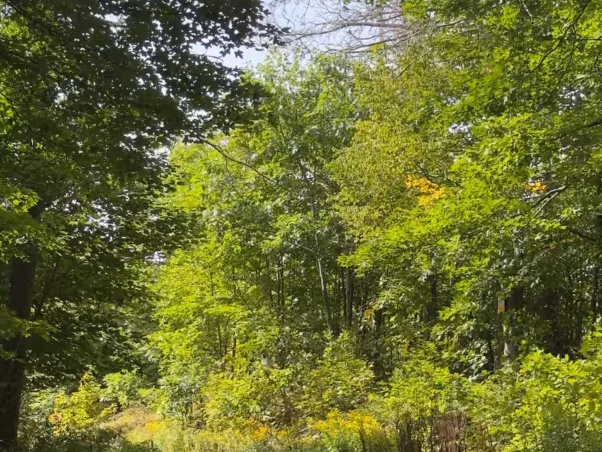 Huntersfield Pathway trail photo