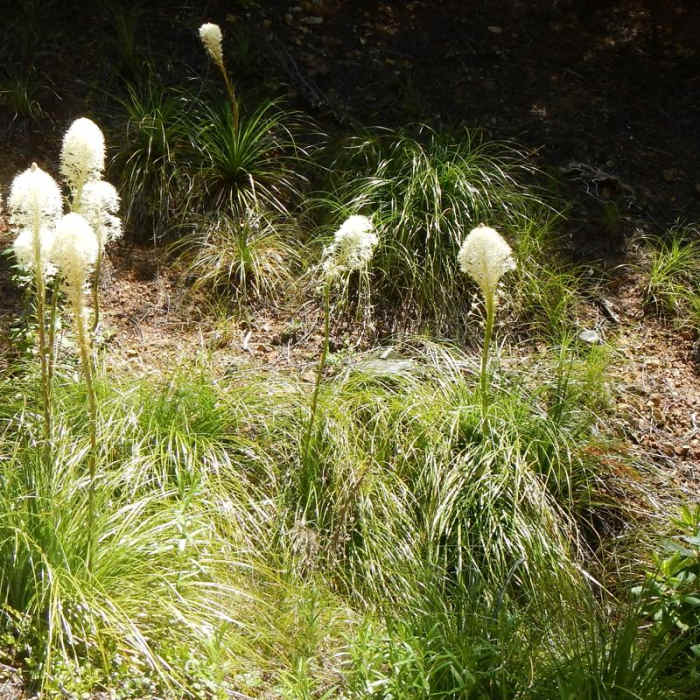 Near Tidbits Mountain