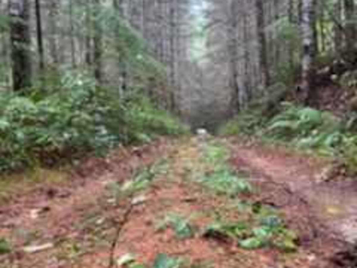Capitol Forest South Trail trail photo