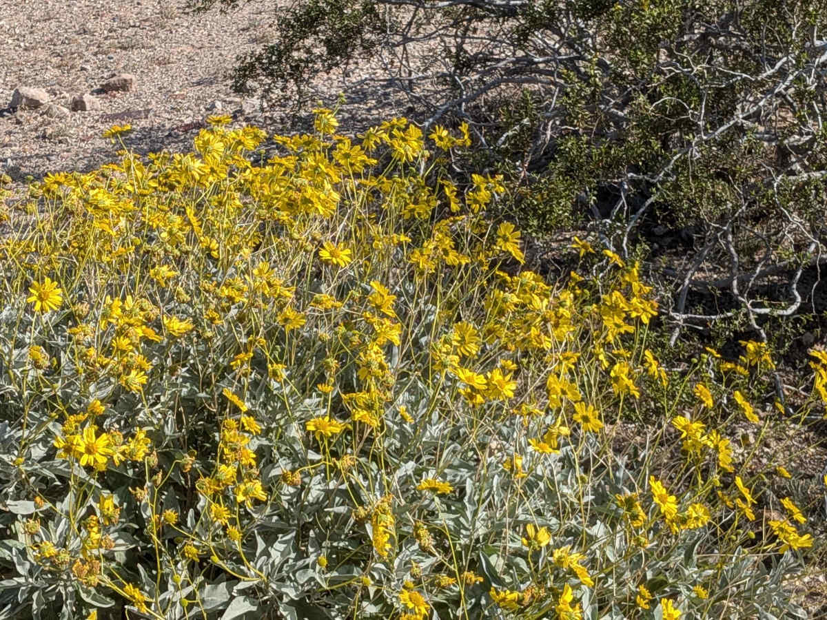 BLM 629 photo 2