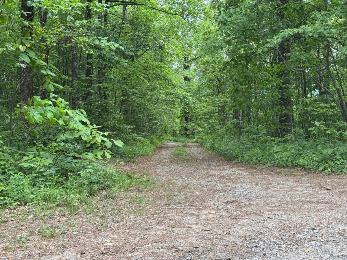 Buchtown - FS 665 trail photo