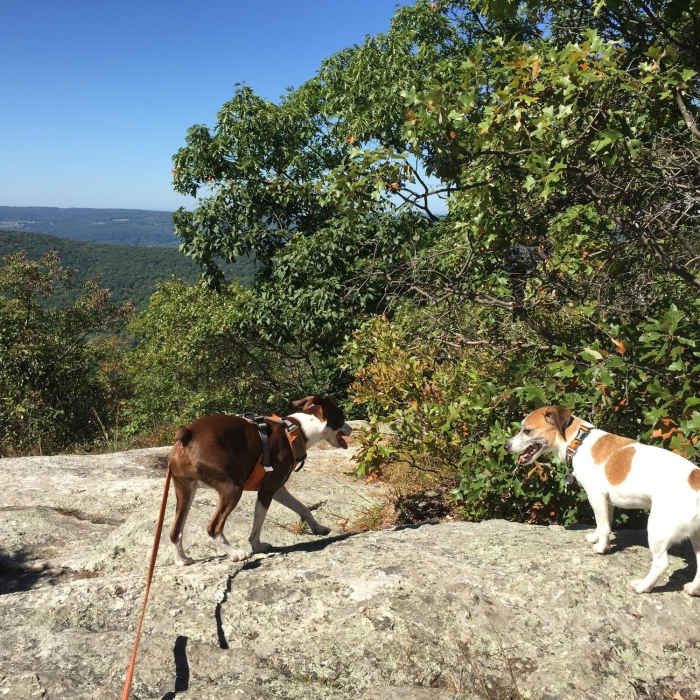 Near Macedonia Ridge Trail