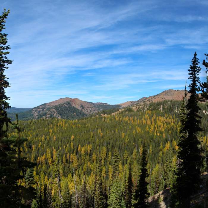 Tamaracks in their glory. Location on map is approximate. Near Elk Creek Trail #1944