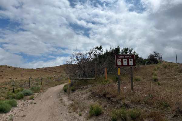 Cow Trail