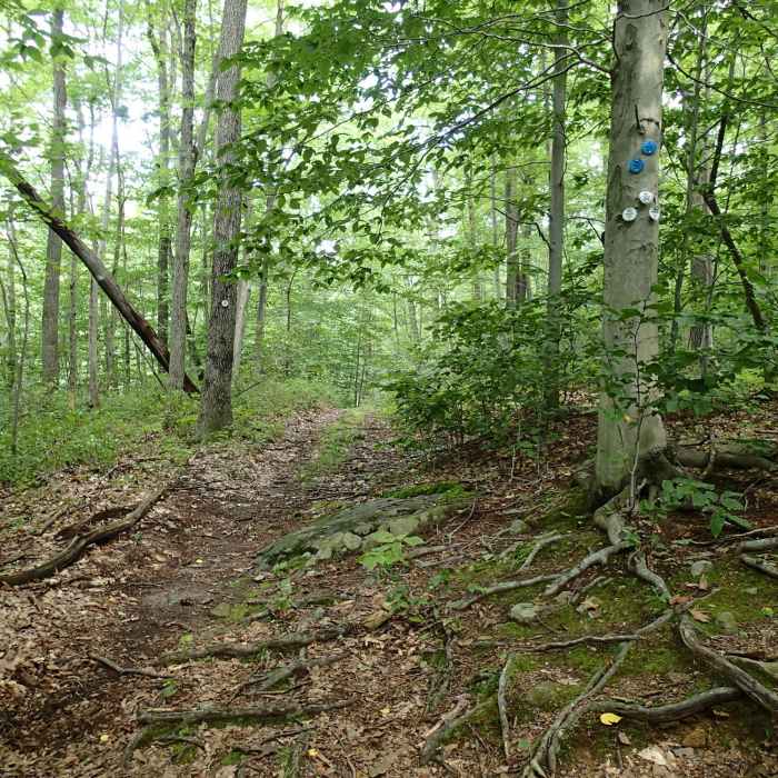 Near Fahnestock Trail