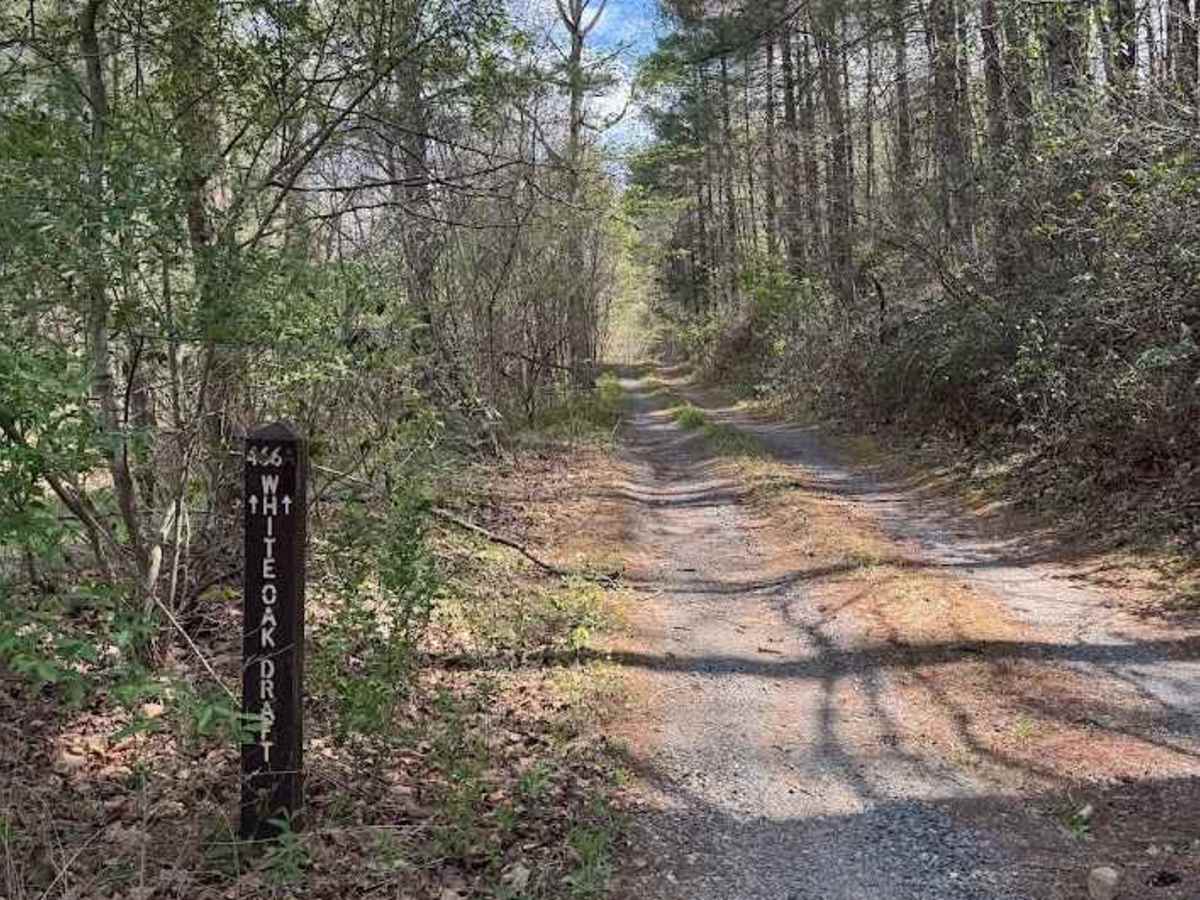 White Oak Draft trail photo