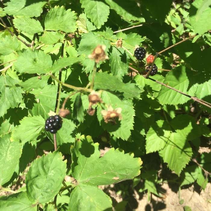 Sweet treats along the way, wild blackberries! Near North Loop Trail