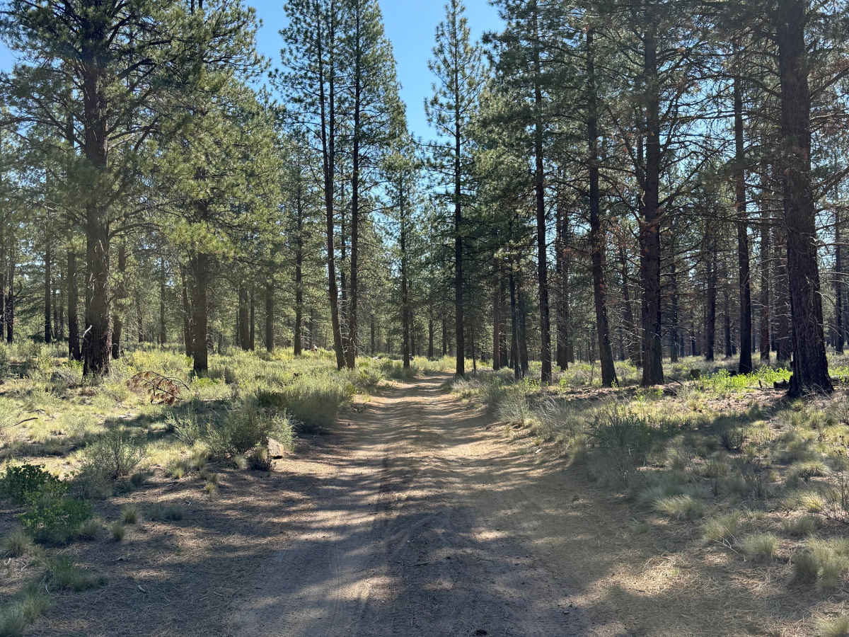 Big Burn Road trail photo