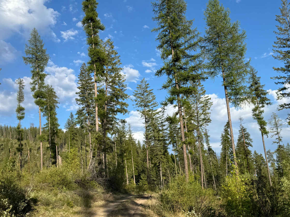 Old Sherman Highway photo 4