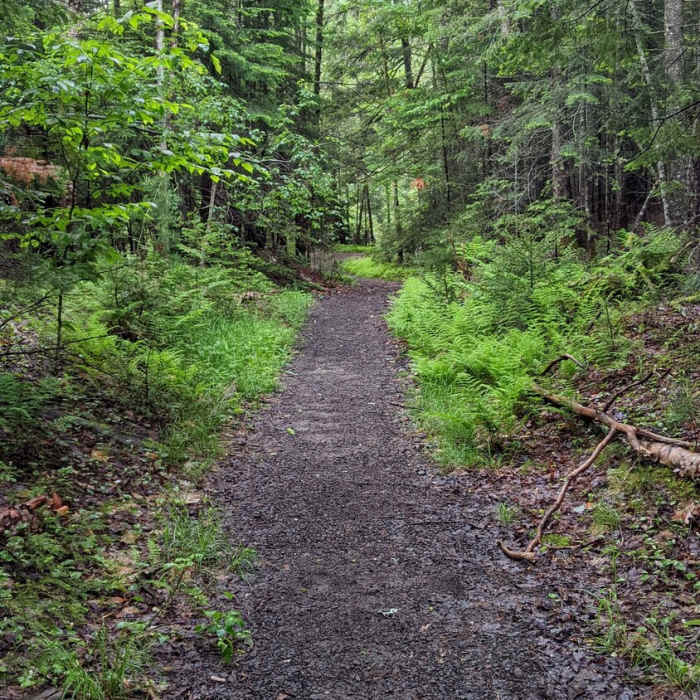 The trail most of way, sometimes more bush. Near Allen Mountain Out-and-Back