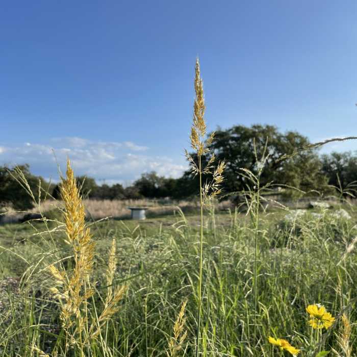 Near Live Oak Loop Trail