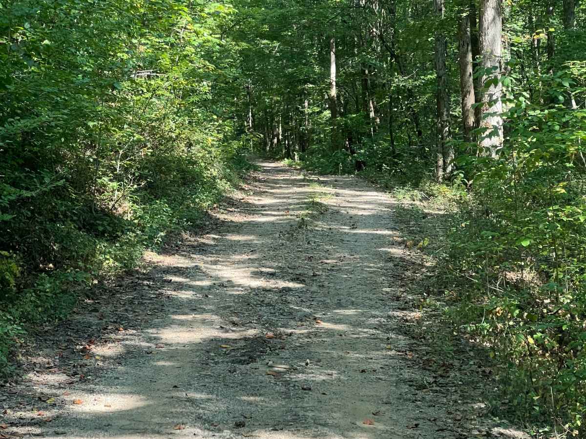 Chickamauga Creek Trail - FS 219 photo 5