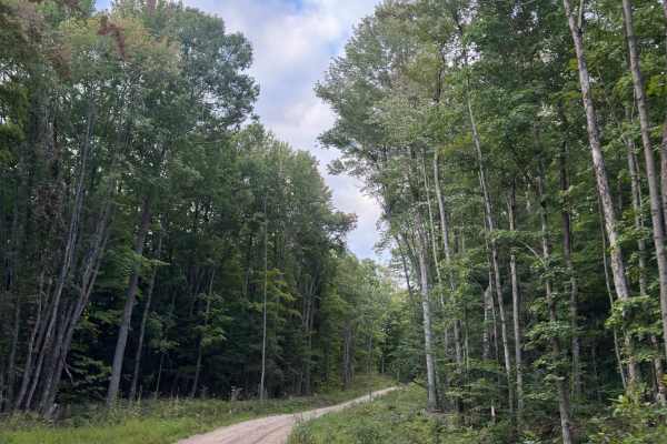 Forest Service Road 9982