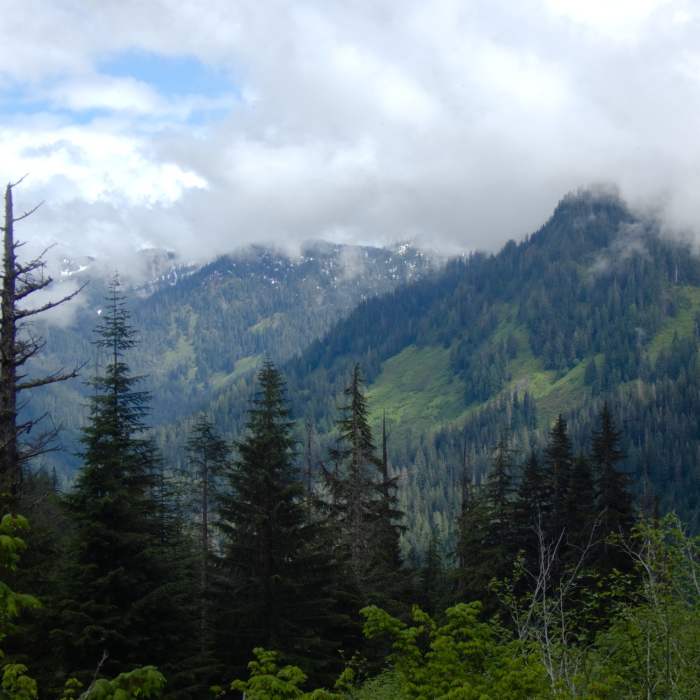 Looking behind from the meadow after the forest of the Marten Lake trail. Near Marten Lake