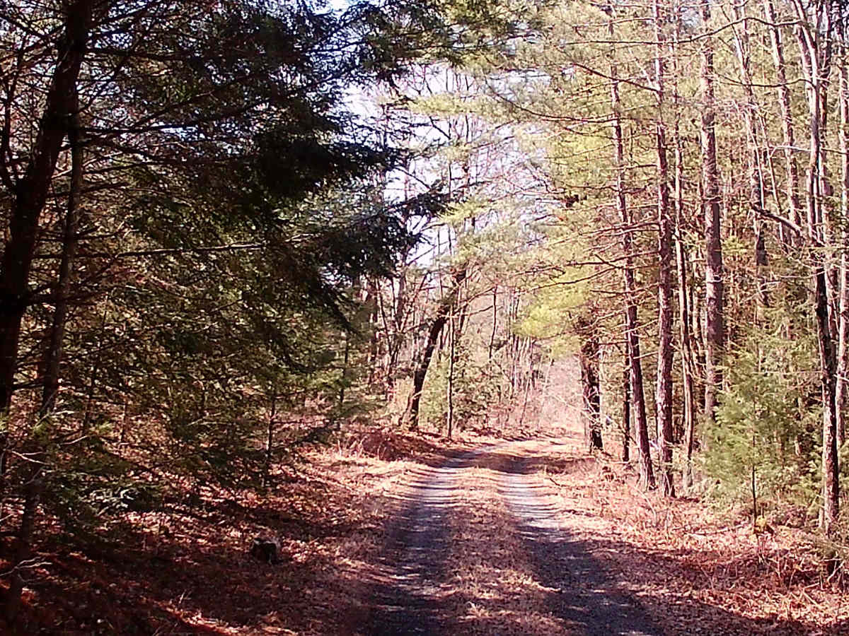 Smays Run Trail photo 2
