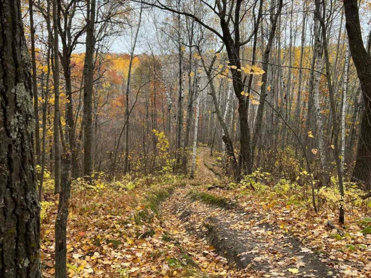 Paul Bunyan Southern Single Track Bypass photo 4