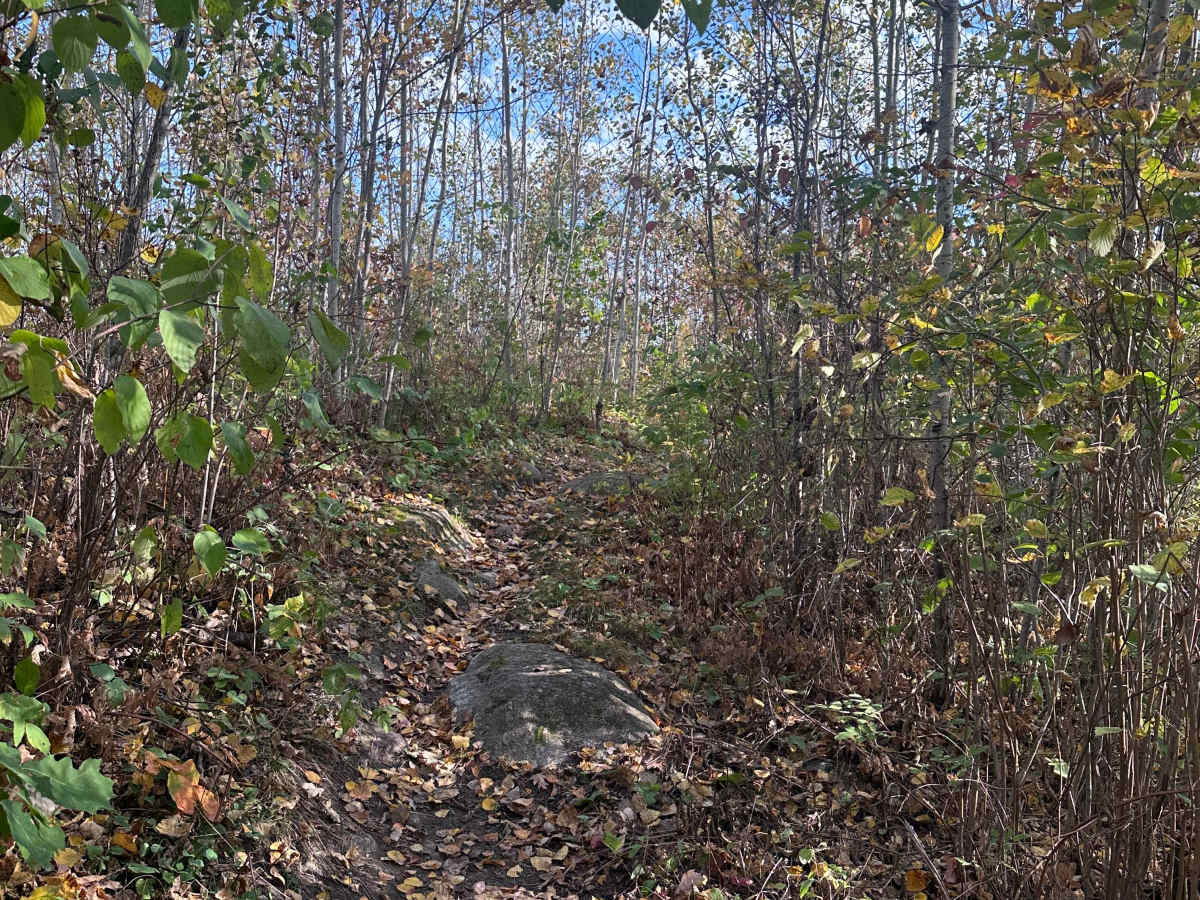 Ron's Revenge photo 3
