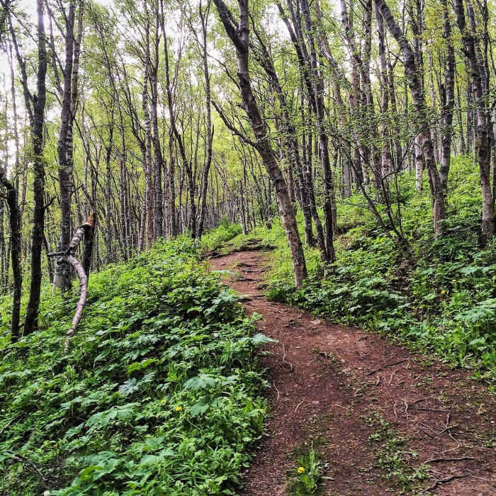 Following the contours on the Turnagain Arm Trail. Near Rainbow Peak