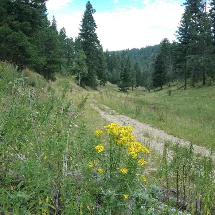 Near Sleepy Grass Trail T11