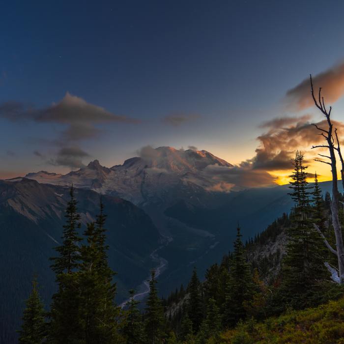Near Silver Forest
