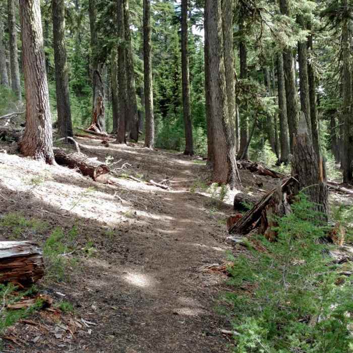 Near Tipsoo Peak Hike