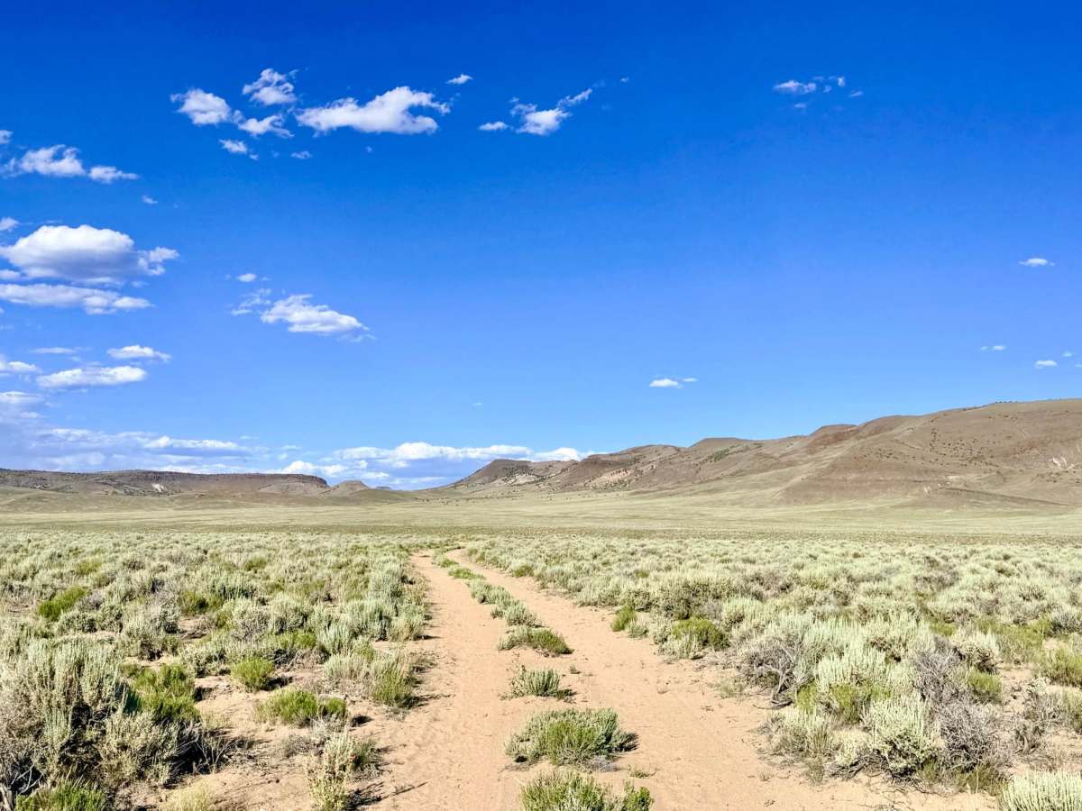 Belmont Monarch trail photo