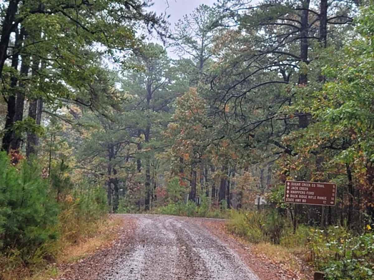 White Oak photo 5