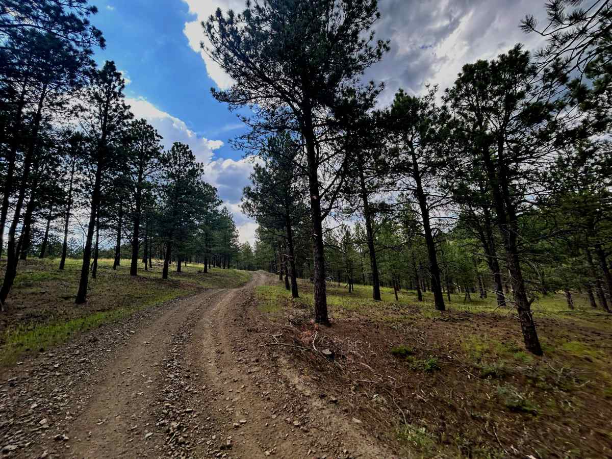 Valley Trail - FS 669 photo 5