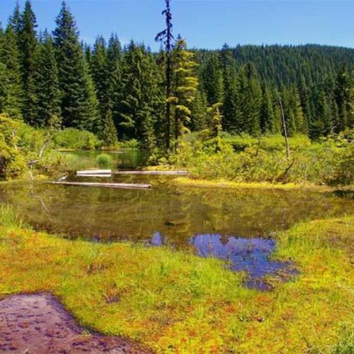 Near Kinzel Lake Trail #665