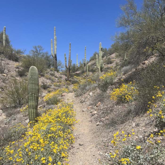 Near Ripsey Wash Loop