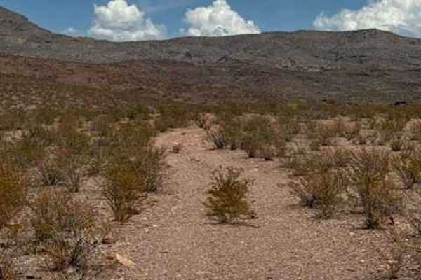 BLM PE1141