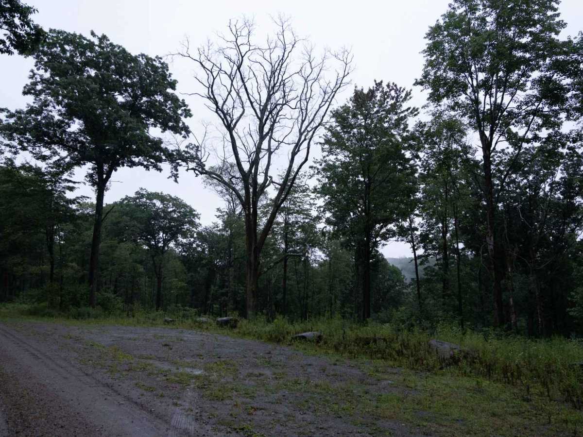 McCarty Hill East Forest Road photo 6