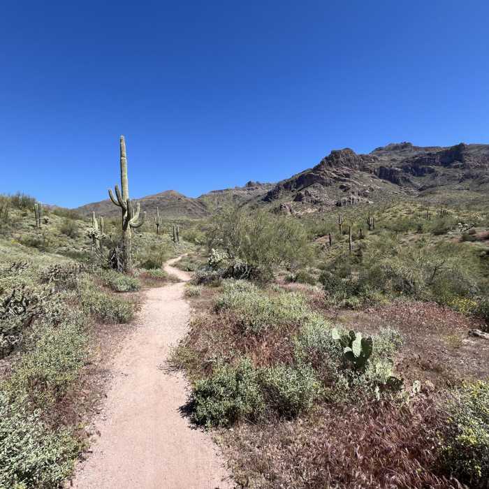 Near Lost Goldmine Cougar Loop