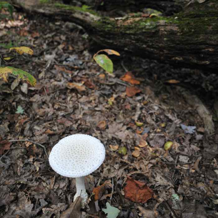 white mushroom Near Reedy Creek - Big Oak, Umbrella, and Dragonfly Loop